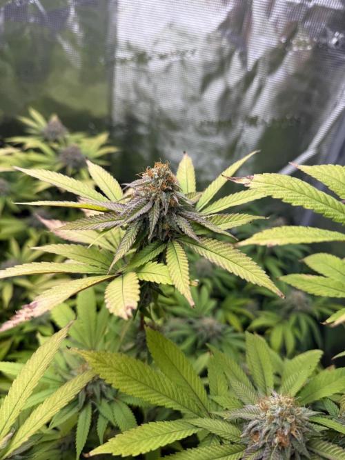 Runtz Muffin Pheno HUNT!. Week 18