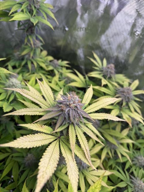Runtz Muffin Pheno HUNT!. Week 18