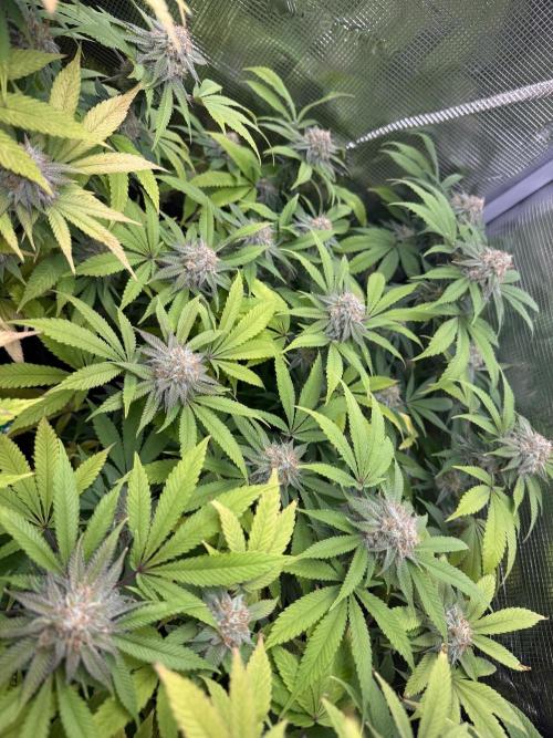 Runtz Muffin Pheno HUNT!. Week 18