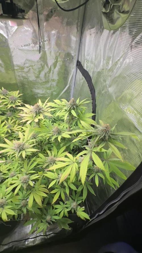 Runtz Muffin Pheno HUNT!