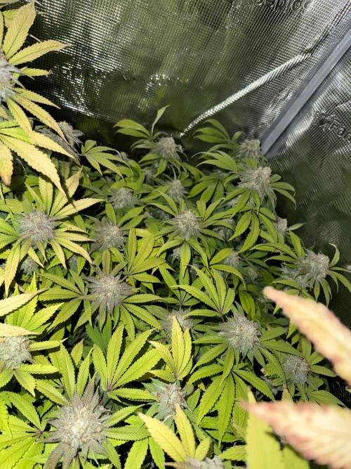 Runtz Muffin Pheno HUNT!. Week 19