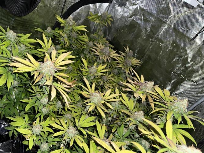 Runtz Muffin Pheno HUNT!. Week 19