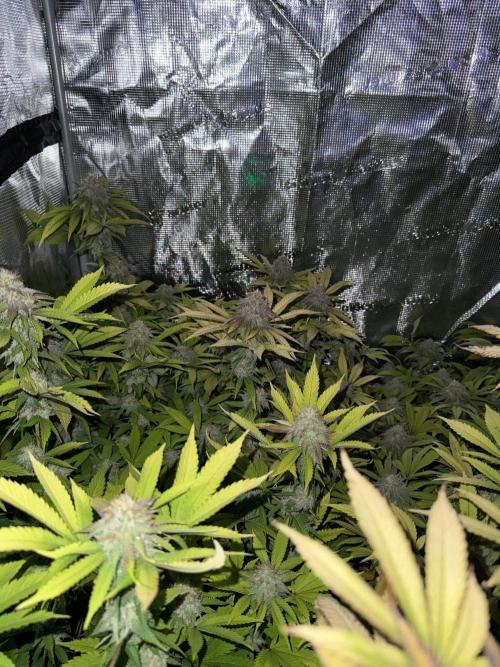 Runtz Muffin Pheno HUNT!. Week 19