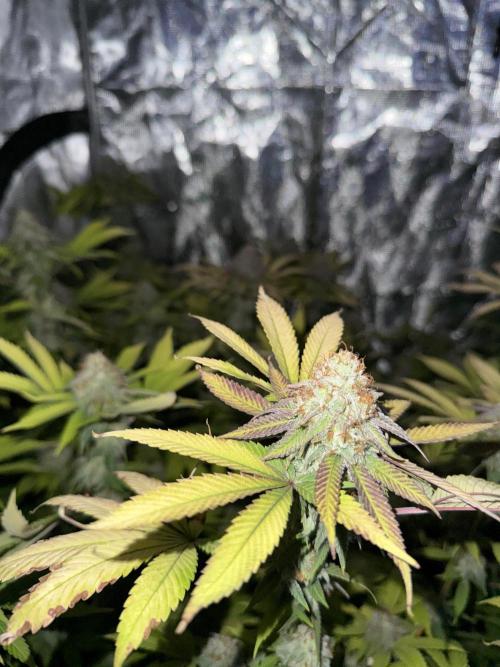 Runtz Muffin Pheno HUNT!. Week 19