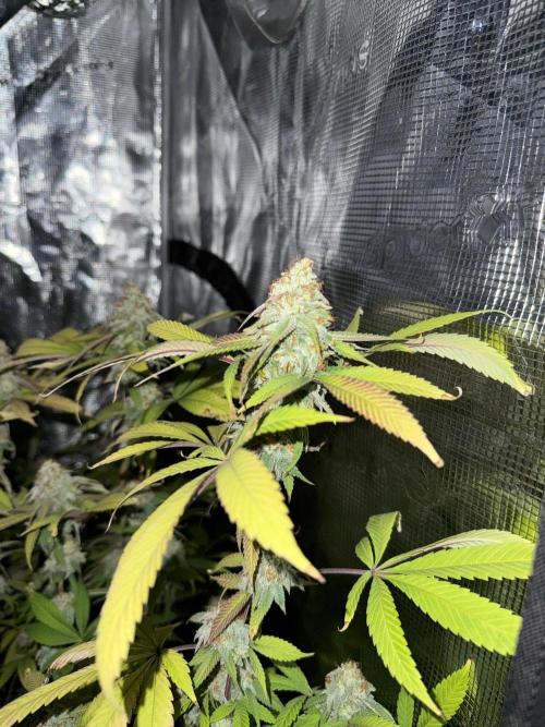 Runtz Muffin Pheno HUNT!. Week 19