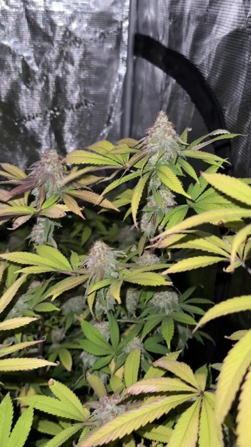 Runtz Muffin Pheno HUNT!