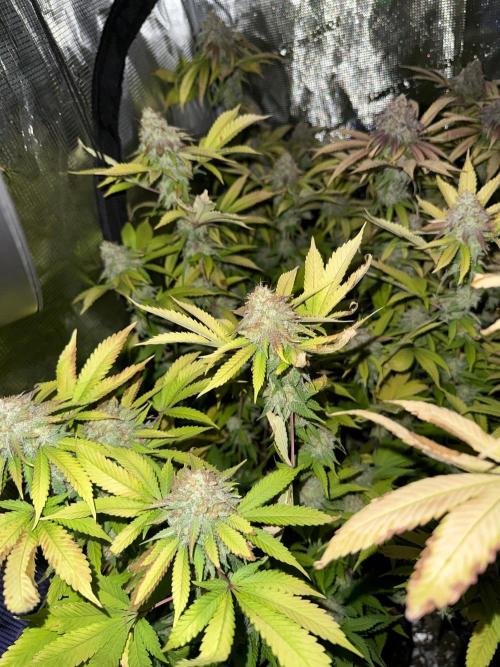 Runtz Muffin Pheno HUNT!. Week 20