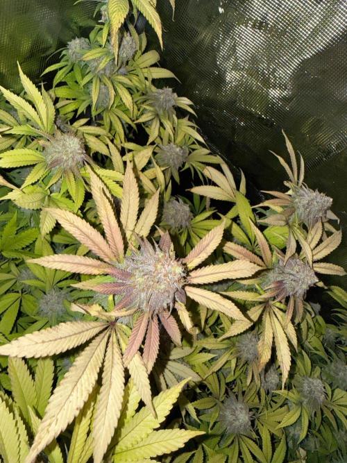 Runtz Muffin Pheno HUNT!. Week 20