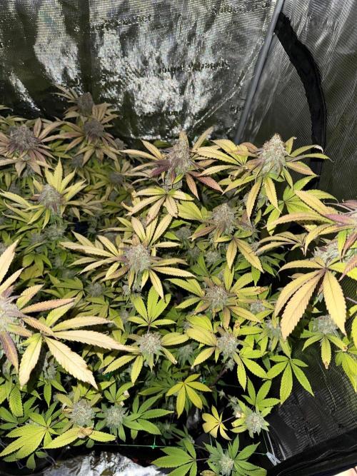Runtz Muffin Pheno HUNT!. Week 20