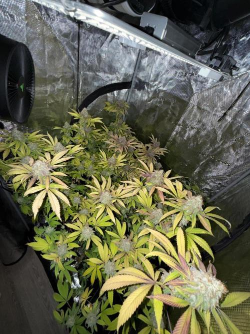 Runtz Muffin Pheno HUNT!. Week 20