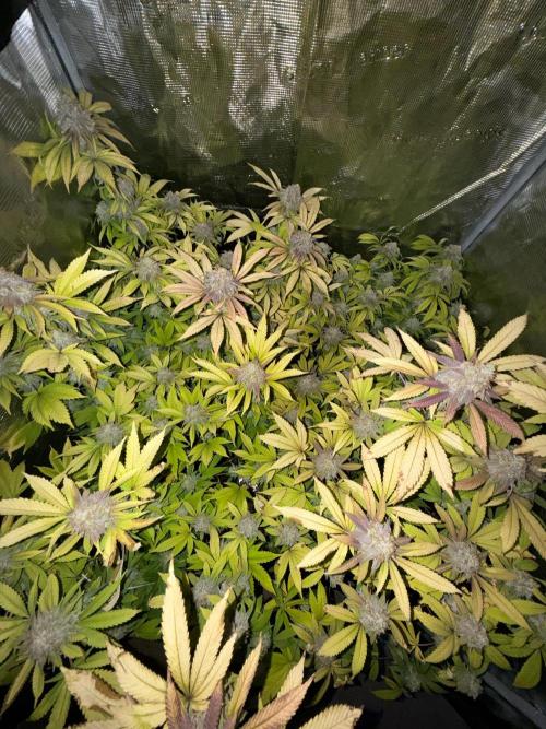 Runtz Muffin Pheno HUNT!. Week 20