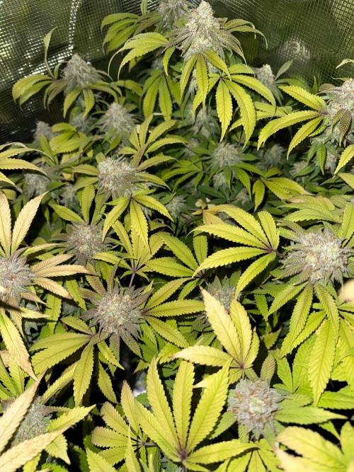 Runtz Muffin Pheno HUNT!. Week 20