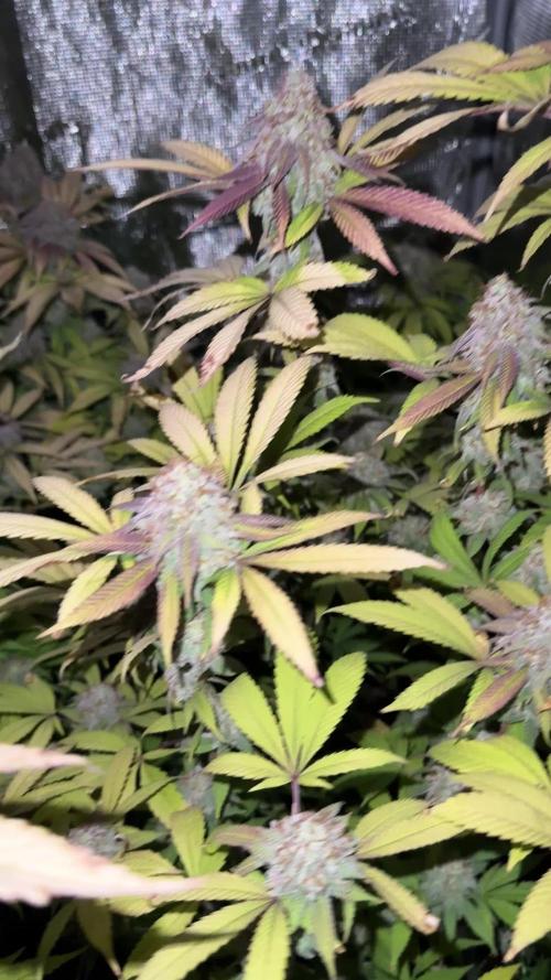 Runtz Muffin Pheno HUNT!
