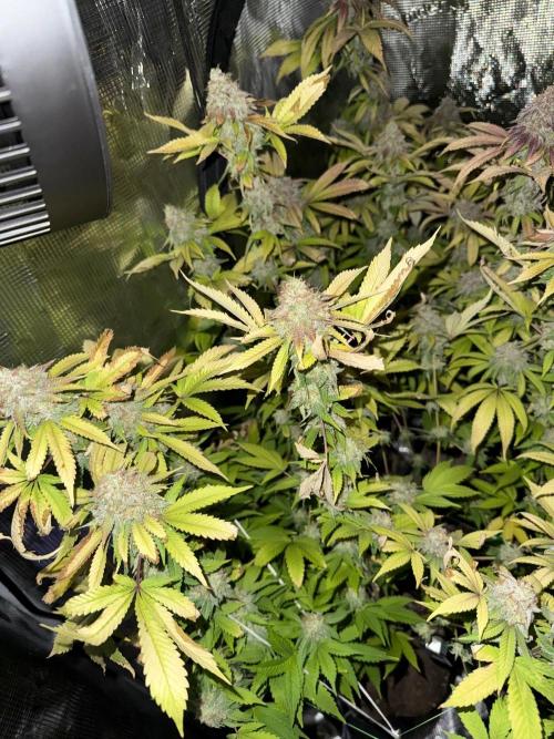 Runtz Muffin Pheno HUNT!. Week 21