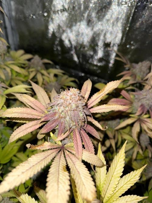 Runtz Muffin Pheno HUNT!. Week 21