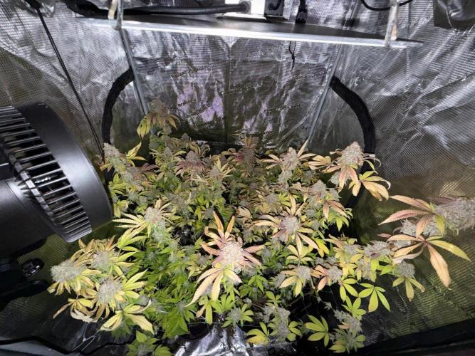 Runtz Muffin Pheno HUNT!. Week 22