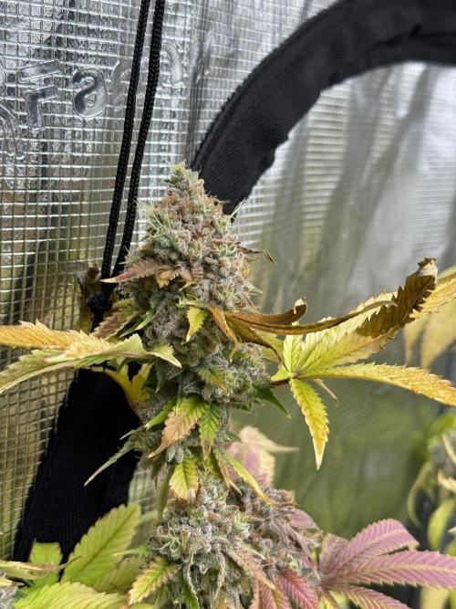 Runtz Muffin Pheno HUNT!. Week 22