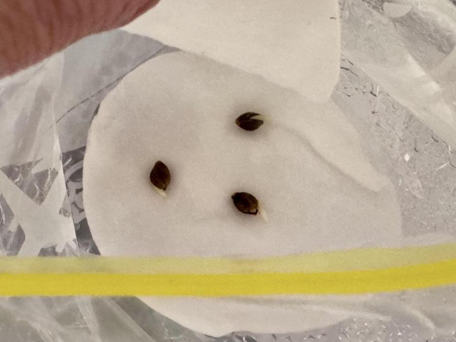 LSD - Photo, Barney’s Farm. Week 0 - Here we go