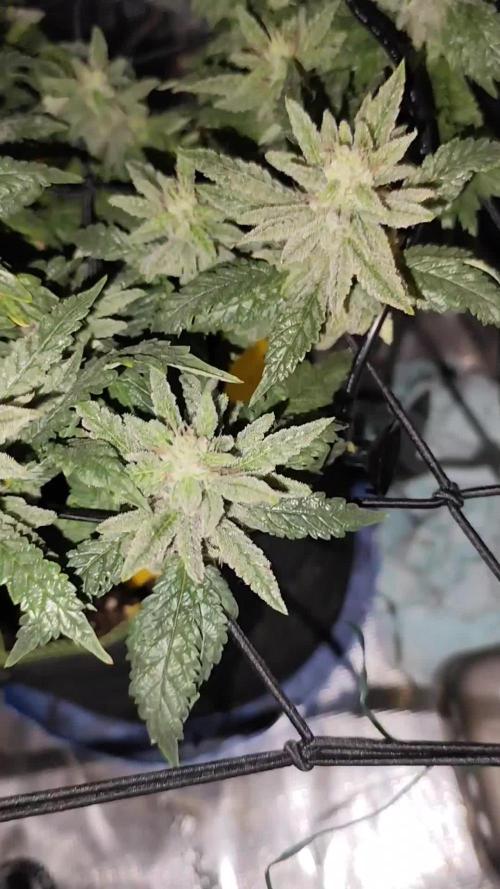 RE-VEGGING FrostyBabe: Papayadawg by Grounded Genetics