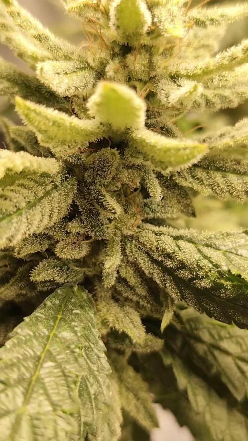 RE-VEGGING FrostyBabe: Papayadawg by Grounded Genetics