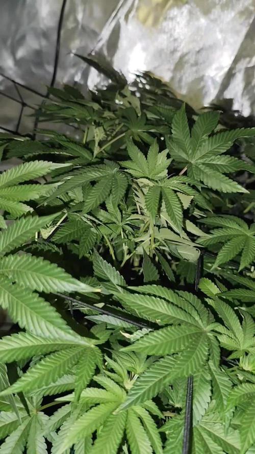 Wizard Tree - ZorroZ x Zangria