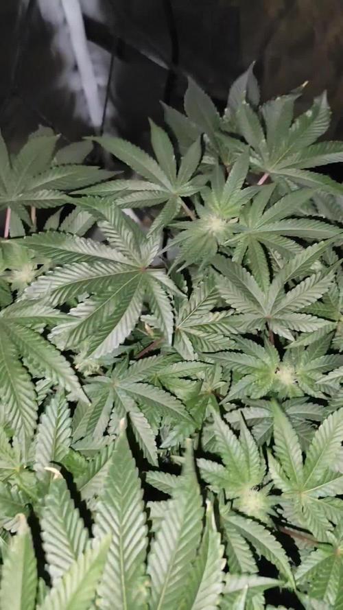 Wizard Tree - ZorroZ x Zangria