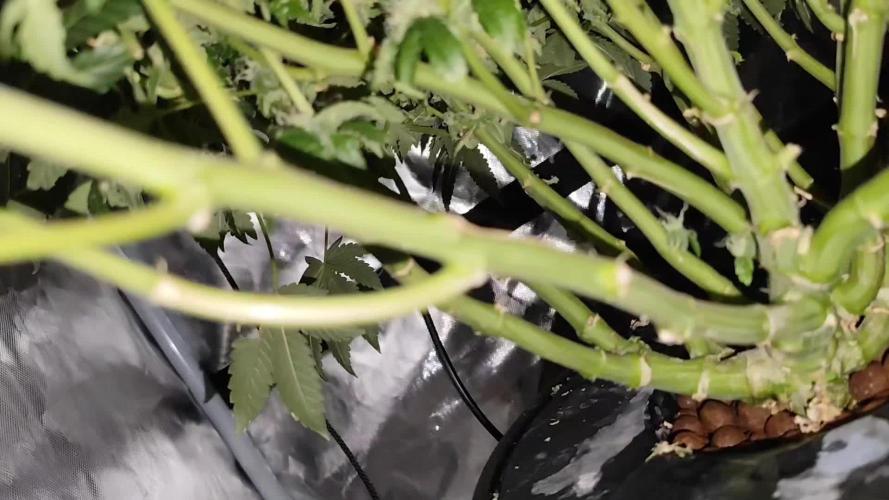 Wizard Tree - ZorroZ x Zangria