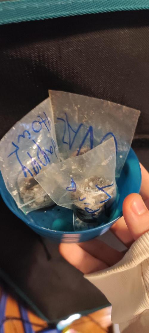 HappyUvaz: The2WizardTrees. Week 0