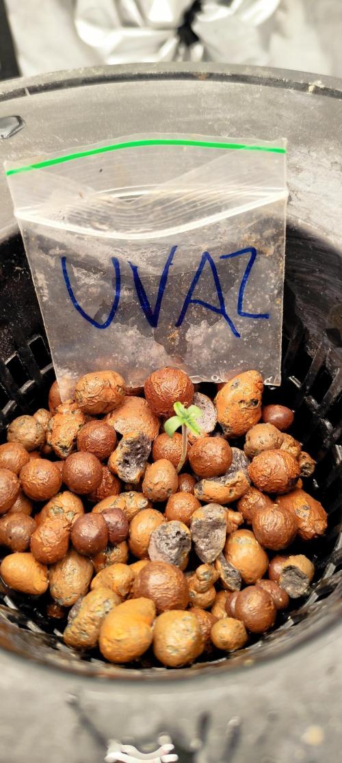 HappyUvaz: The2WizardTrees. Week 0