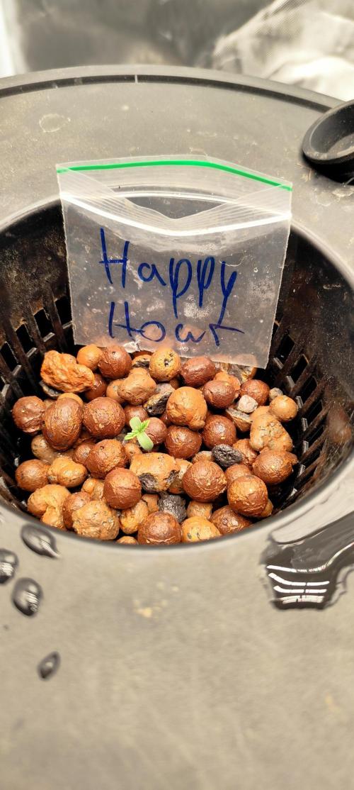 HappyUvaz: The2WizardTrees. Week 0