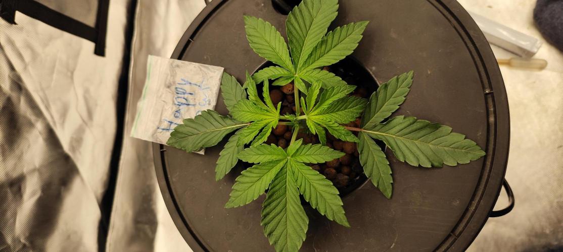 HappyUvaz: The2WizardTrees. Week 2 - Happy Hour