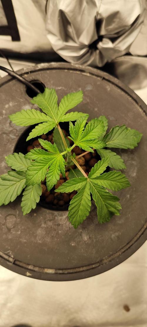 HappyUvaz: The2WizardTrees. Week 2 - UVAZ