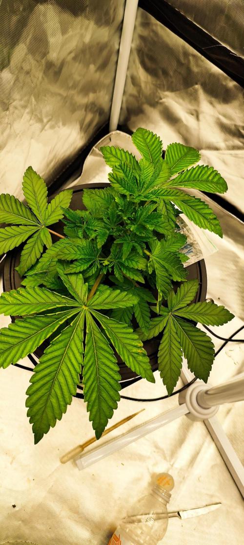 HappyUvaz: The2WizardTrees. Week 3 - Happy Hour