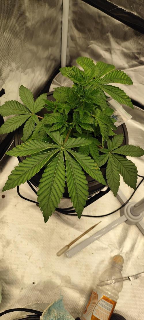 HappyUvaz: The2WizardTrees. Week 3 - Happy Hour