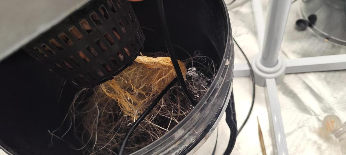 HappyUvaz: The2WizardTrees. Week 3 - Happy Hour