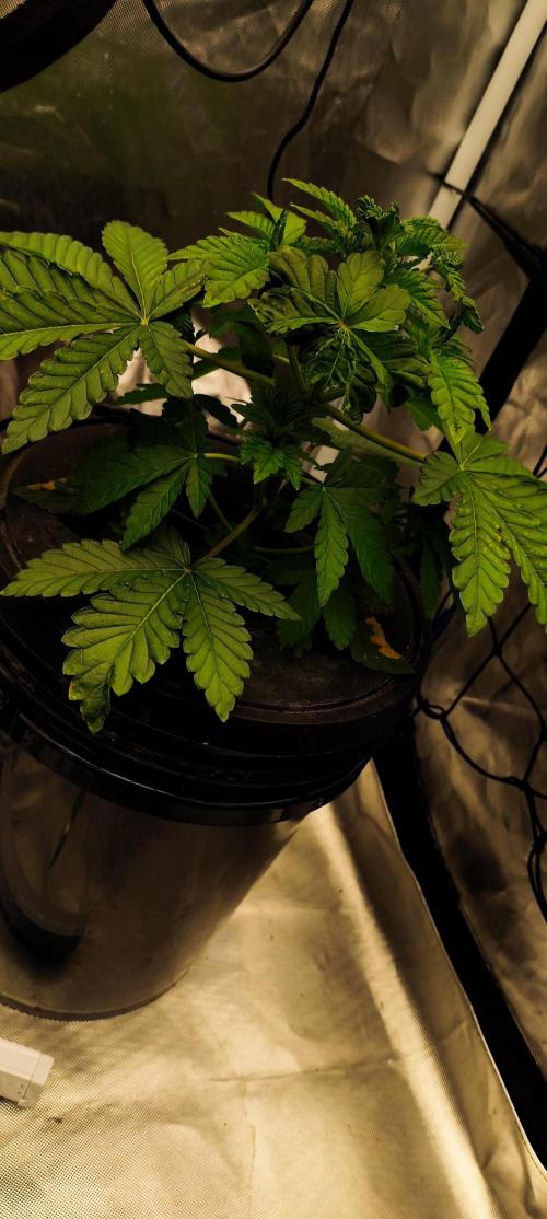 HappyUvaz: The2WizardTrees. Week 3 - Uvaz