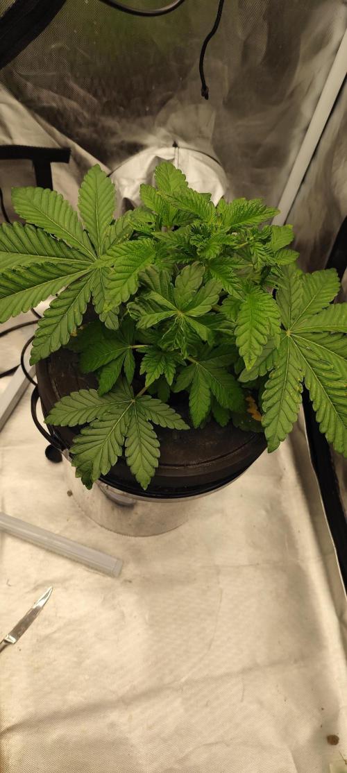 HappyUvaz: The2WizardTrees. Week 3 - Uvaz