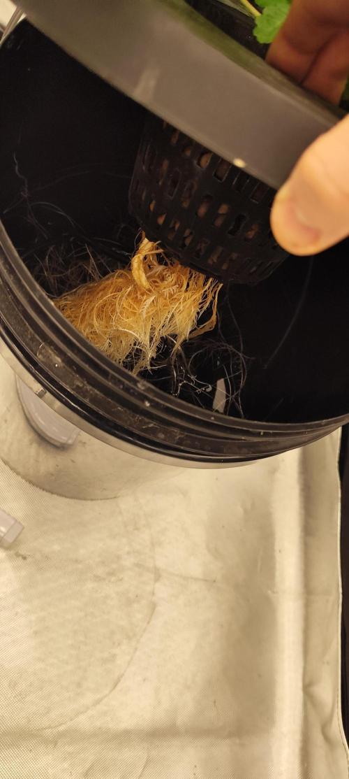 HappyUvaz: The2WizardTrees. Week 3 - Uvaz