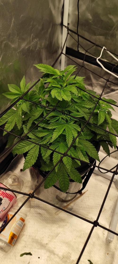 HappyUvaz: The2WizardTrees. Week 4 - Happy Hour