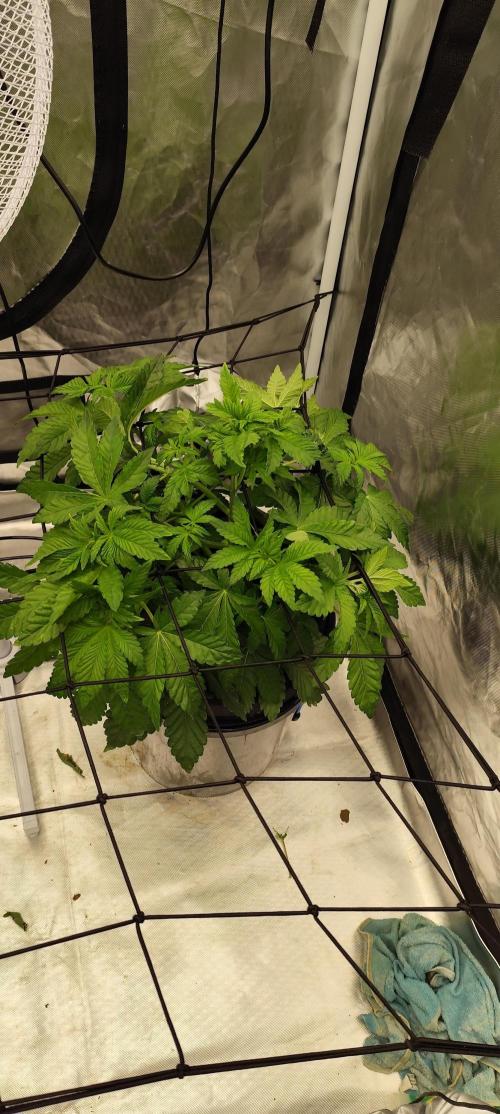 HappyUvaz: The2WizardTrees. Week 4