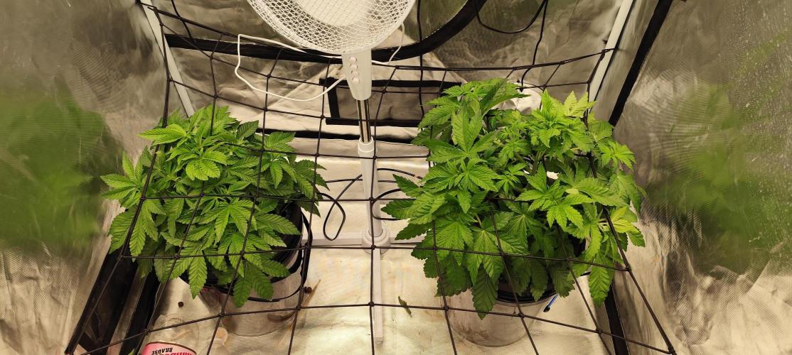 HappyUvaz: The2WizardTrees. Week 4