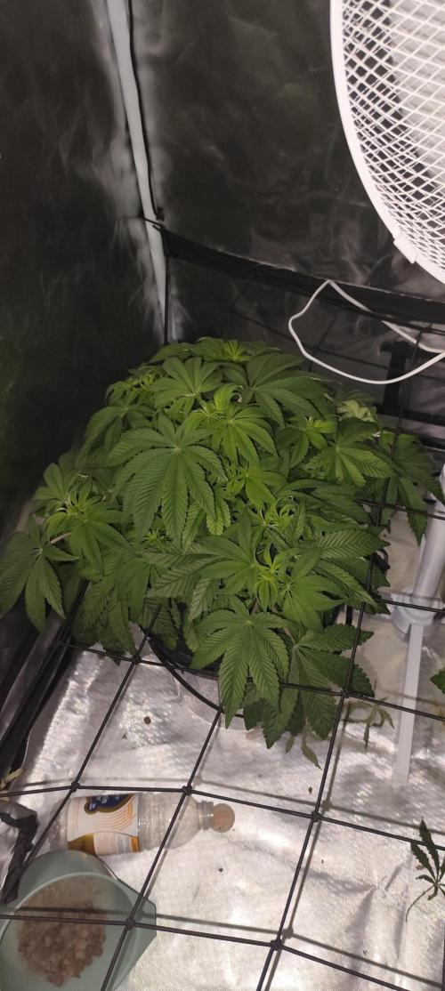 HappyUvaz: The2WizardTrees. Week 6 - Happy Hour Is bushier 