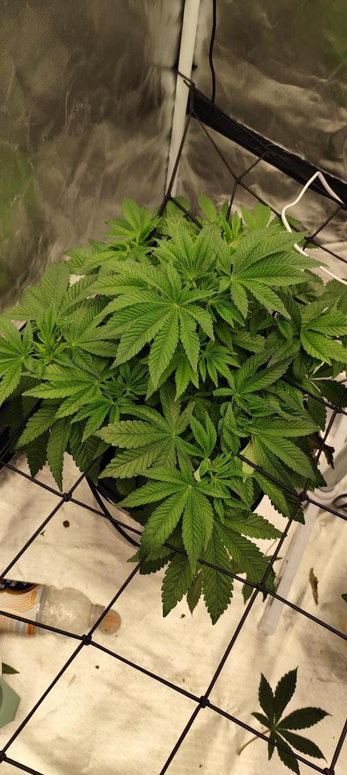 HappyUvaz: The2WizardTrees. Week 6