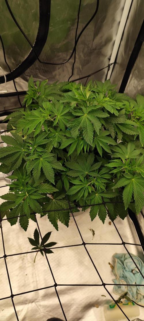 HappyUvaz: The2WizardTrees. Week 6