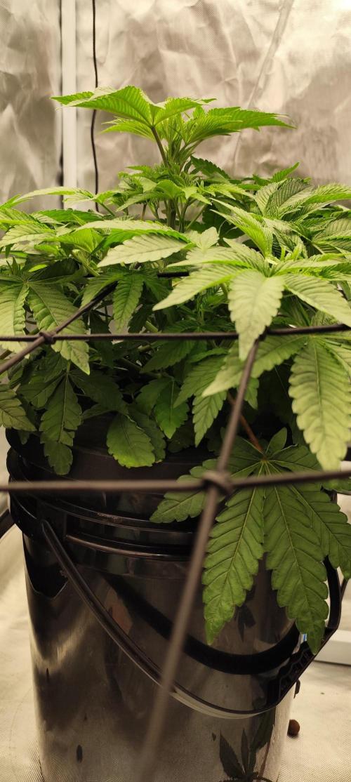 HappyUvaz: The2WizardTrees. Week 6