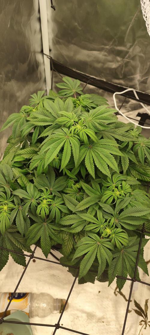 HappyUvaz: The2WizardTrees. Week 7