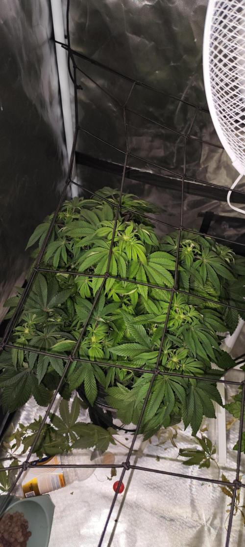 HappyUvaz: The2WizardTrees. Week 7