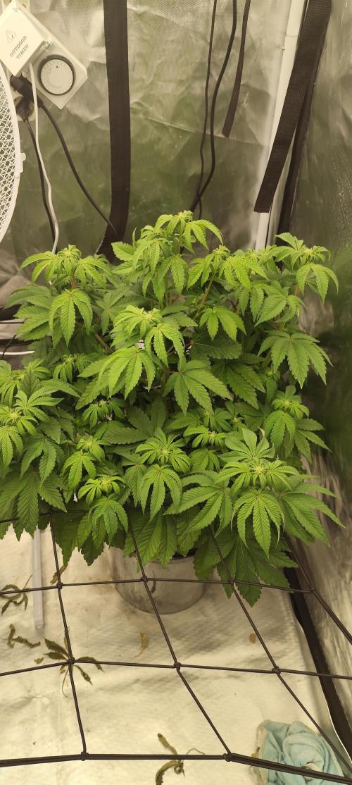 HappyUvaz: The2WizardTrees. Week 7