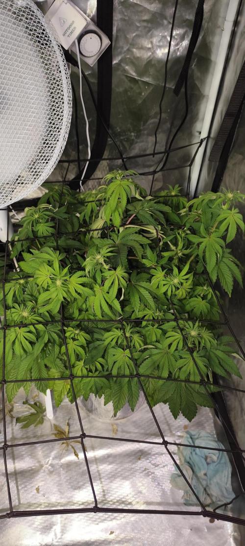 HappyUvaz: The2WizardTrees. Week 7