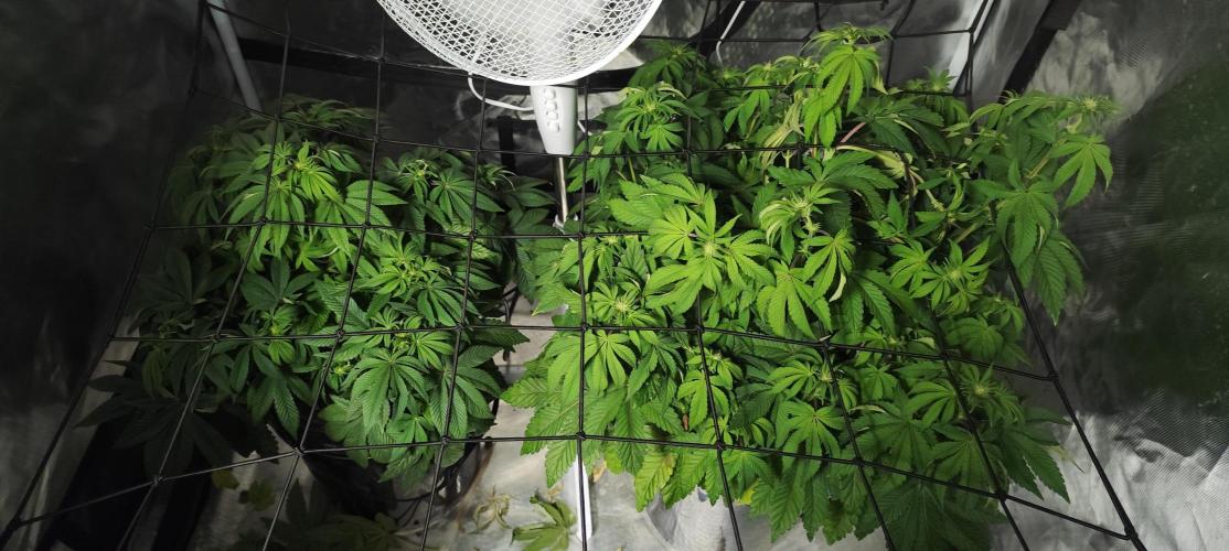 HappyUvaz: The2WizardTrees. Week 7